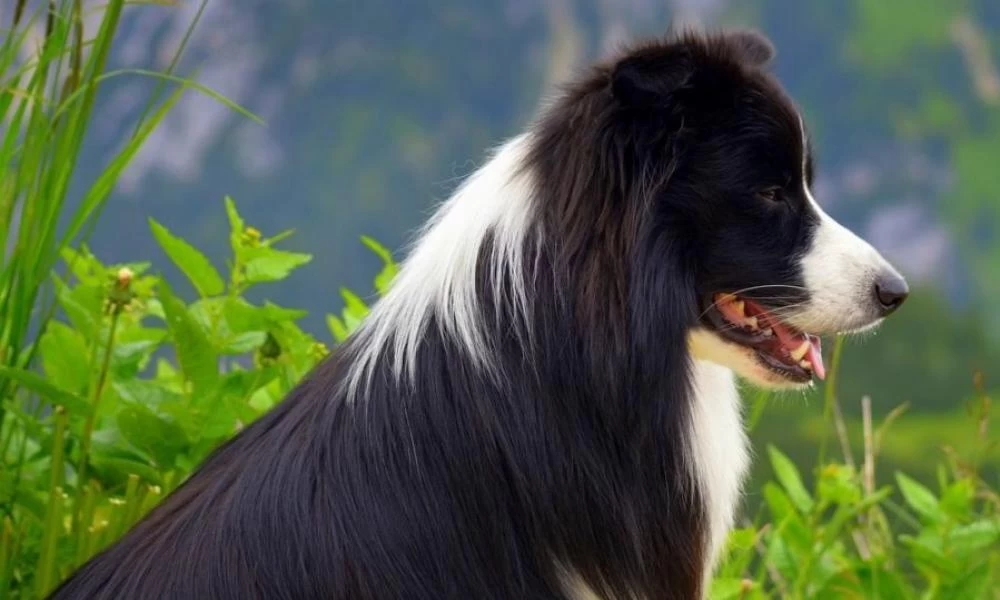 Προσοχή! Άγανα: Ένας κρυφός κίνδυνος για τους τετράποδους φίλους μας